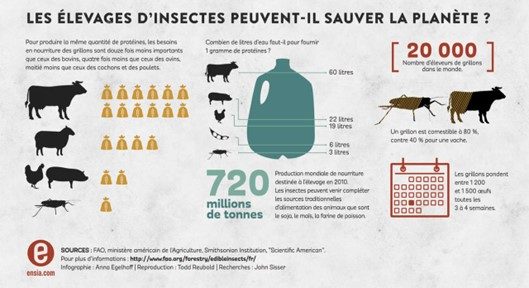insectes environnement